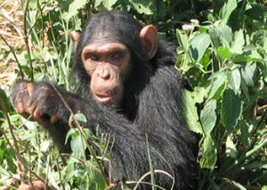 Kibale Chimpanzee tracking