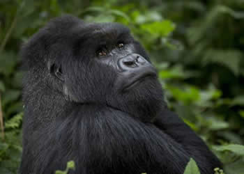 Gorilla Trekking in Uganda