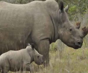 Rhinos in Uganda