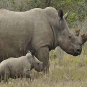 Rhino Tracking Uganda