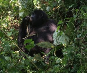 Gorilla Trek Rwanda