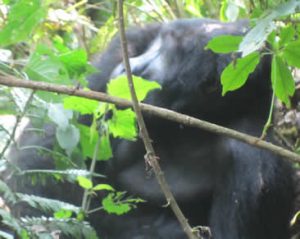 Gorilla Tour Rwanda 4 Days