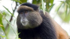 Golden monkey tracking in Rwanda