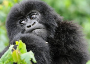 1 Day Congo Gorilla Tour