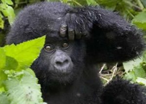 Gorilla Tours Congo