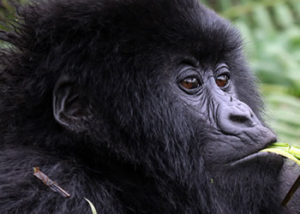 Uganda Gorilla & Wildlife