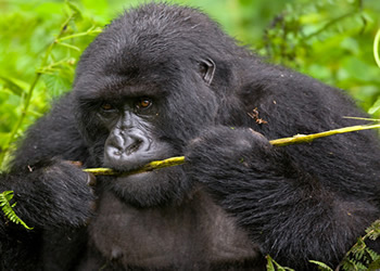 Congo Gorilla Tours