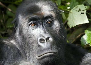 Gorilla Trekking Congo