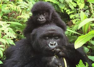 2 Day Gorilla Tour Virunga Congo