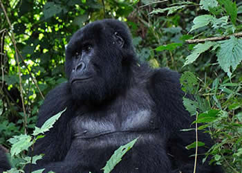 Virunga Gorilla tours