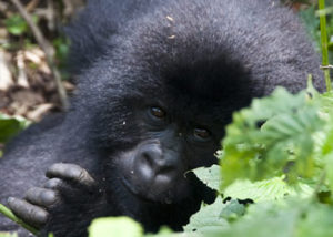 Gorilla Tours Rwanda