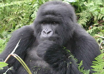 Gorilla Trek Congo