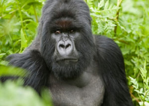 Visit Congo Mountain Gorillas