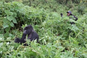 Virunga Mountain Gorilla Tour