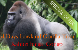 3 Days eastern lowland gorilla tour