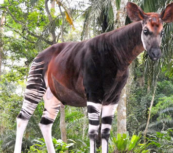 Okapi Wildlife Reserve - Watching the Okapi in Congo | Congo Gorilla Safaris