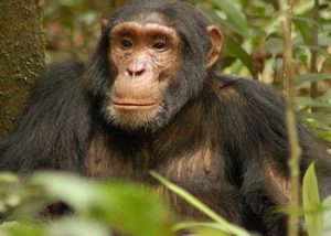 Chimpanzee Tracking Nyungwe