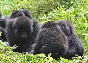 Rwanda Congo Lowland gorilla tour