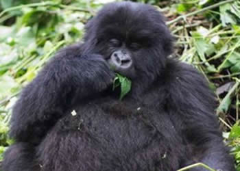 African Mountain gorilla & wildlife safari