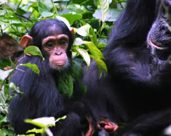 Chimpanzee tracking rwanda