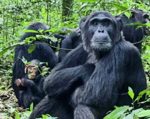 Chimpanzee tracking in Nyungwe forest national park