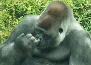 Gorilla watching kahuzi biega