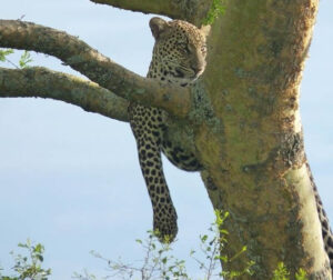 Game drive in Queen elizabeth national Park