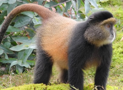 Golden monkey tracking