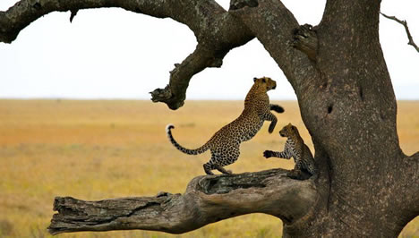 Big Five in serengeti national park