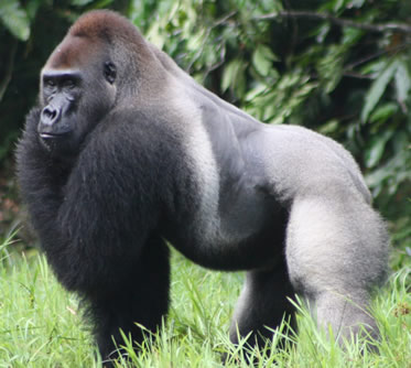 Eastern lowland gorilla trekking