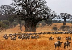 Game drives in Tarangire national park in Tanzania