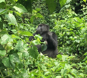 Eastern Lowland Gorillas