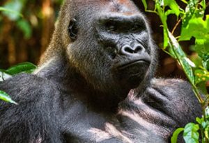 Gorilla Treks in Gabon