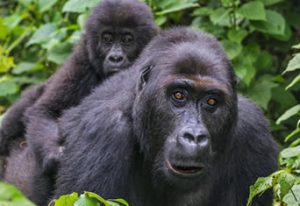 Lowland Gorilla Trekking