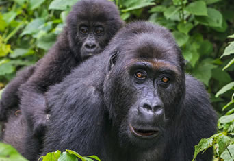 Lowland Gorilla Trekking