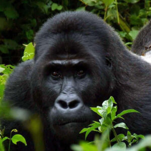 Gorilla Trekking Tour