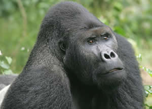 Eastern Lowland Gorillas in Congo