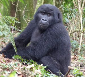 Gorilla Trekking in Congo