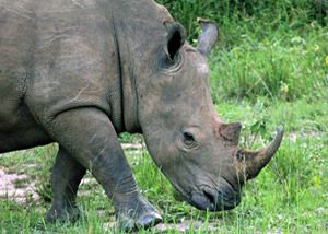 Rhino Tracking in Uganda