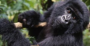 Virunga National Park