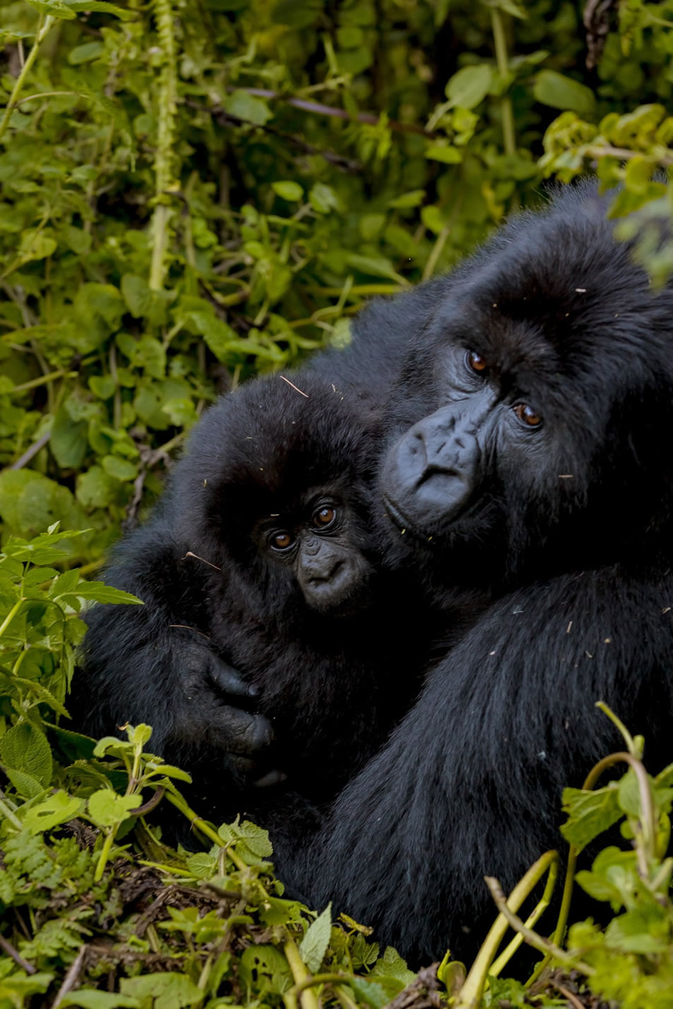 kongo gorilla tour