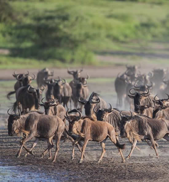 congo star safaris