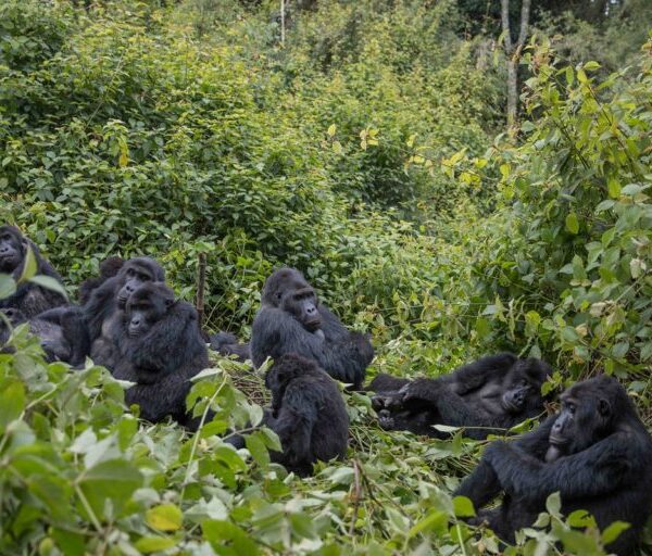 3 Days Congo Gorilla Safari