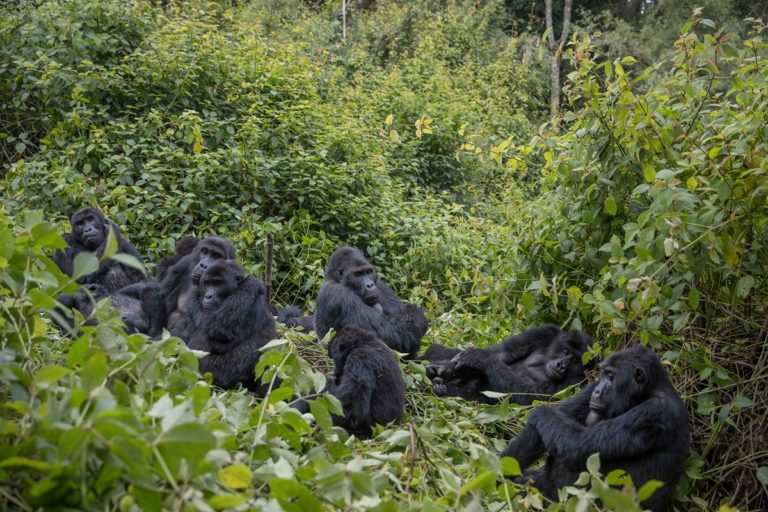 3 Days Congo Gorilla Safari